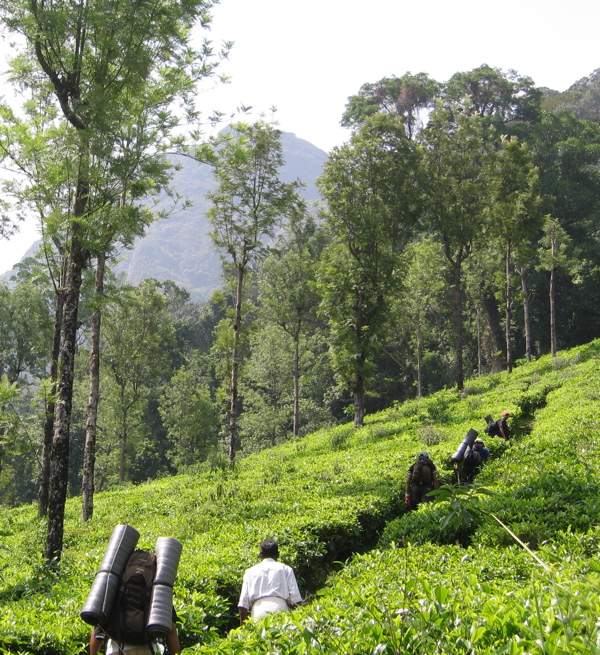 Nilgiris Hills - path leading through tea plantations